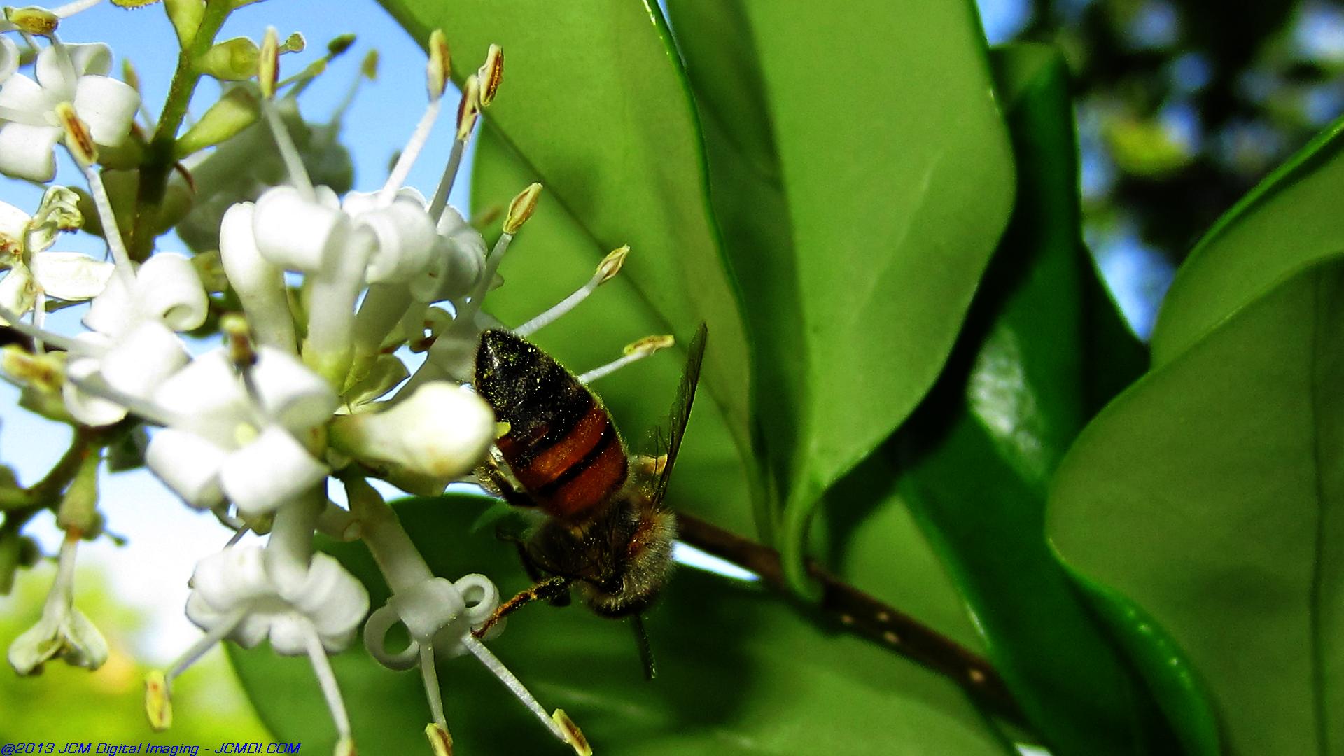Honeybees on white flowers 